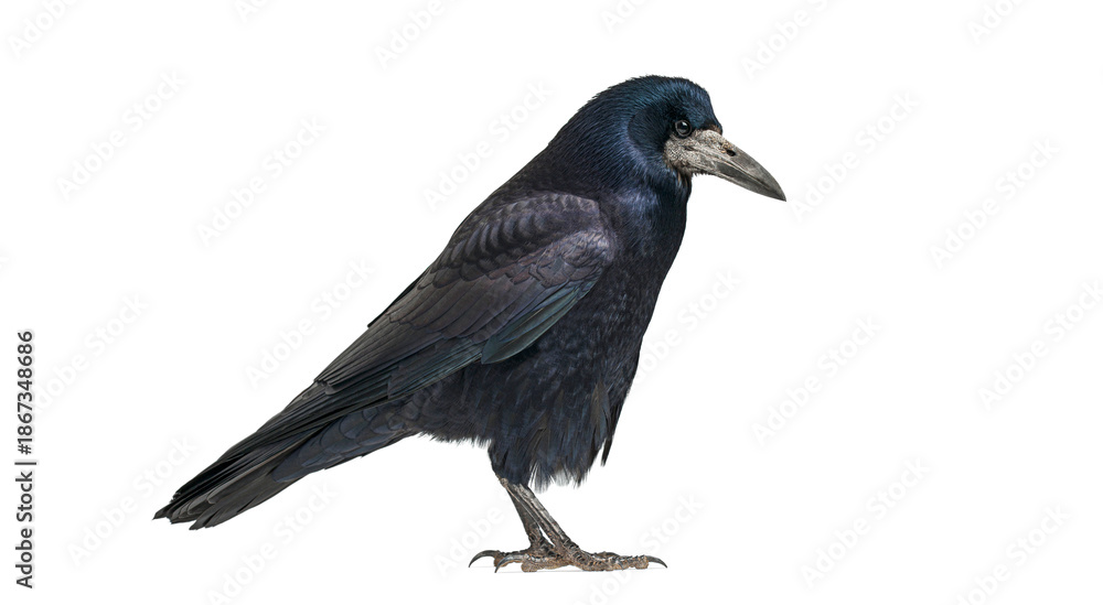 Obraz premium Rook bird standing on white background, looking to the side