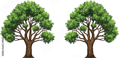 Illustrated trees with lush green foliage and branching structure for nature, environment, and educational botanical design reference.