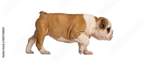 Konstfotografi English bulldog puppy walking on white background