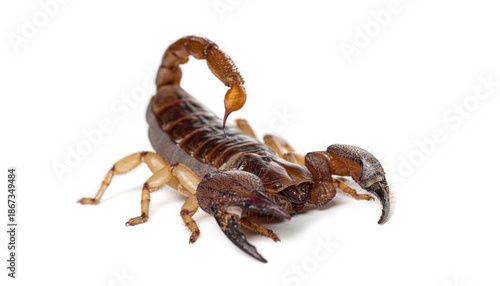 Shiny burrowing scorpion, Opistophthalmus glabrif, with stinger raised on white background © Eric Isselée