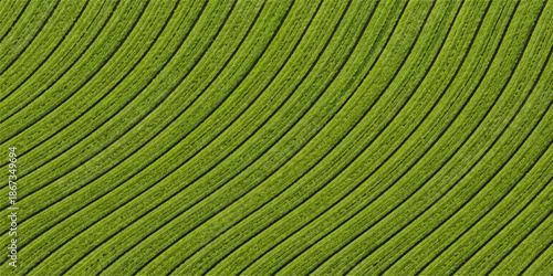 A fresh green palm and banana leaf texture creates an abstract tropical foliage background featuring a bright macro pattern of natural plant veins and detailed summer tree leaves