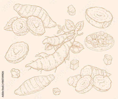 Vintage hand drawn kudzu root illustration set, engraving sketch oriental arrowroot for traditional medicine and healthy food design