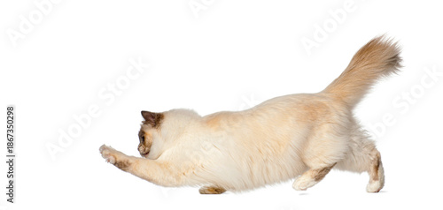 Birman cat jumping and reaching for something on white background © Eric Isselée