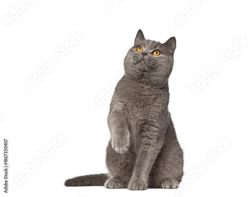 British shorthair cat sitting and looking up with raised paw © Eric Isselée