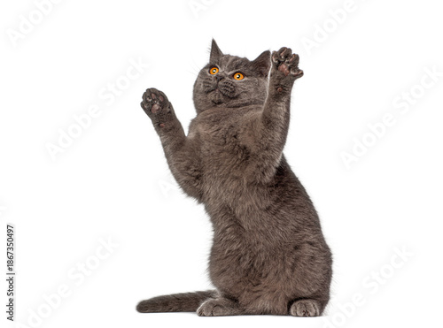 Playful british shorthair cat raising paws on white background © Eric Isselée
