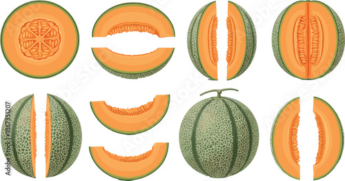 Vector Illustration Set of Fresh Cantaloupe Melons Whole and Sliced