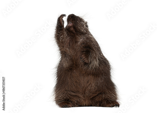 фотографія North american porcupine standing on hind legs reaching up and snarling