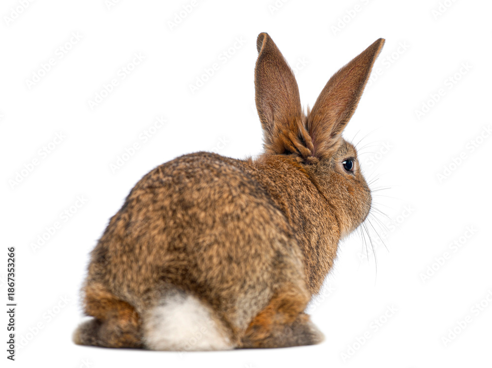 Fototapeta premium Brown bunny resting on white background looking right