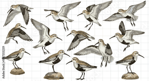 Vector Illustration Set of Sandpiper Shorebirds in Flight and Standing Poses