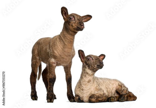 Wallpaper Mural Two brown lambs posing on white background Torontodigital.ca