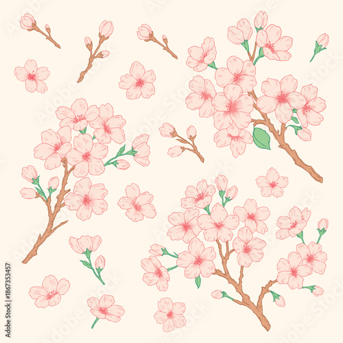 Vintage hand drawn cherry blossom illustration set, pink sakura flowers and branches engraving sketch for spring floral design
