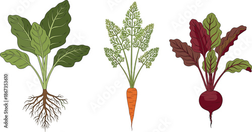 Collection of organic root vegetables including carrot beet and leafy green plant with roots isolated on white background high quality vector illustration.