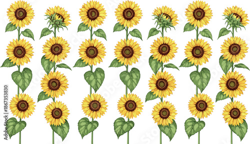 Vector Illustration Set of Tall Sunflowers in Various Growth Stages