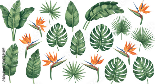Vector Illustration Set of Tropical Monstera Banana Leaves and Bird of Paradise Flowers
