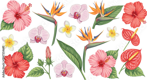 Vector Illustration Set of Tropical Flowers Including Hibiscus and Bird of Paradise