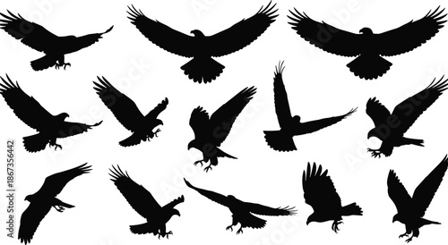 Flying eagle silhouette collection, majestic bird of prey wings spread action poses isolated black vector illustration set for graphic design