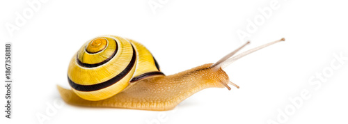 Wallpaper Mural Snail with yellow striped shell advancing slowly Torontodigital.ca