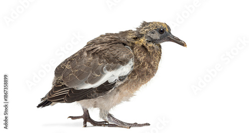 Young Common Wood Pigeon, Columba palumbus, standing in profile