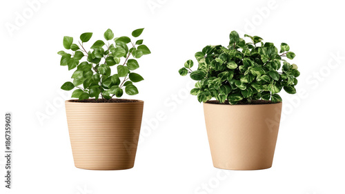 Wallpaper Mural Fresh green basil herb growing in a white flowerpot isolated on a plain background as a natural houseplant ingredient for gardening and food Torontodigital.ca