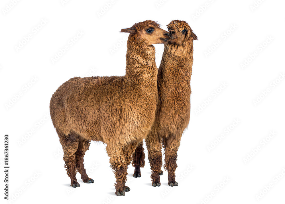 Obraz premium Two brown alpacas showing affection on white background