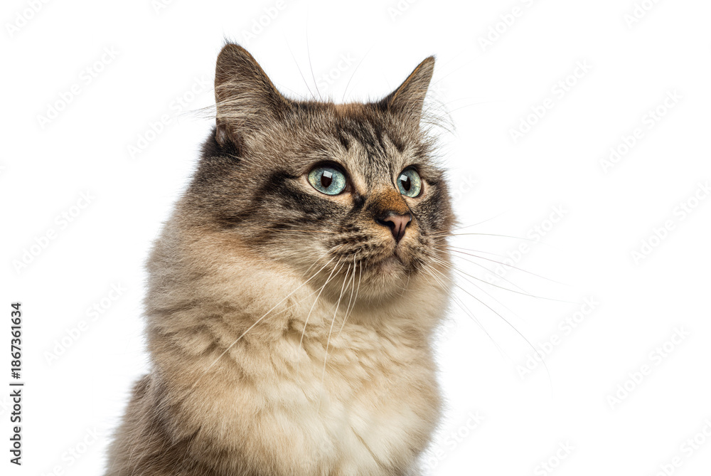Fototapeta premium Curious Birman cat gazing with wide eyes on white background