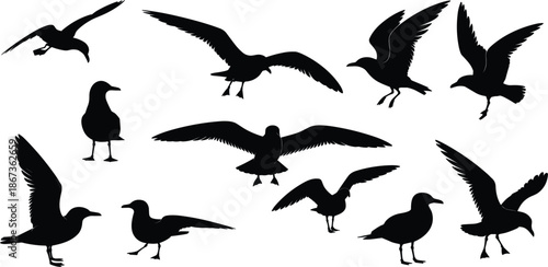 Flying seagull silhouette vector set, nautical seabird outlines in different poses for coastal and beach design