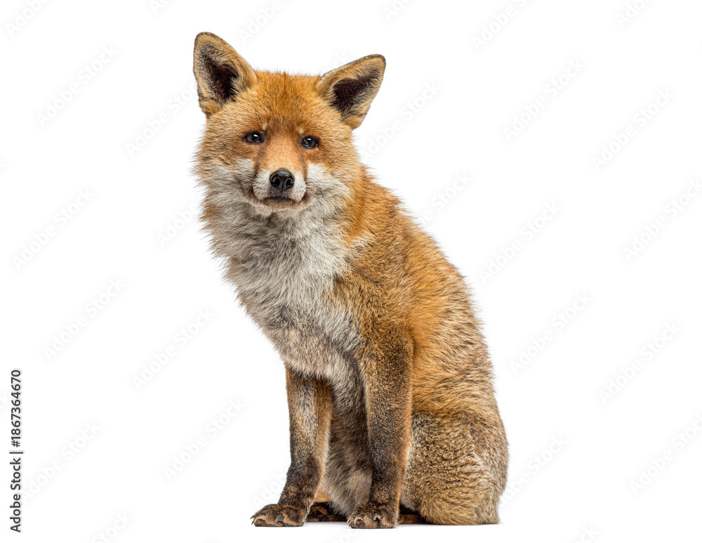 Fototapeta premium Red fox sitting looking at camera on white background