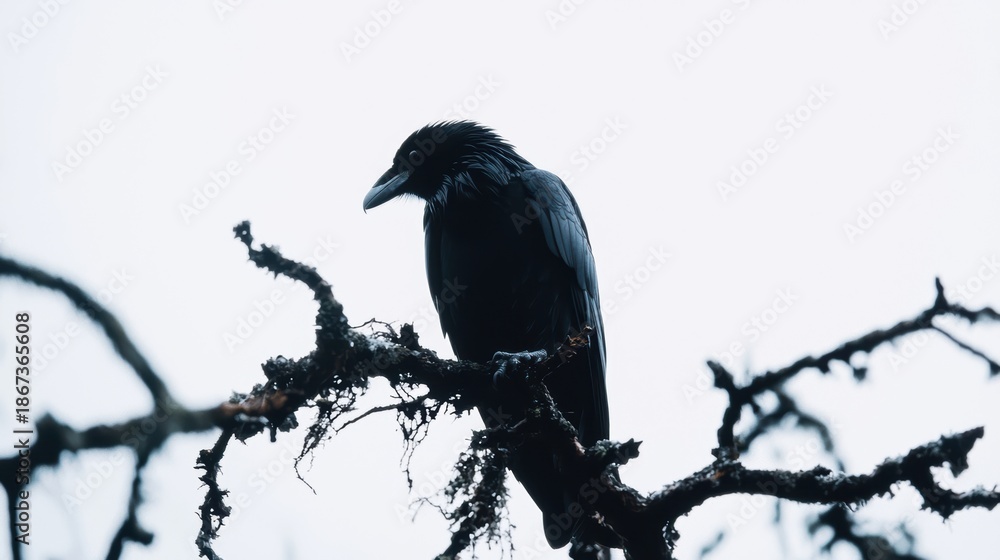Obraz premium Raven Perched on Branch
