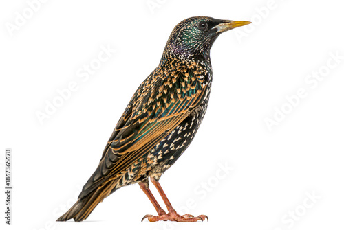 Wallpaper Mural Common starling, Sturnus vulgaris, bird standing looking right Torontodigital.ca
