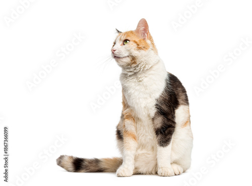 Wallpaper Mural Calico European shorthair cat sitting and looking up on white background Torontodigital.ca