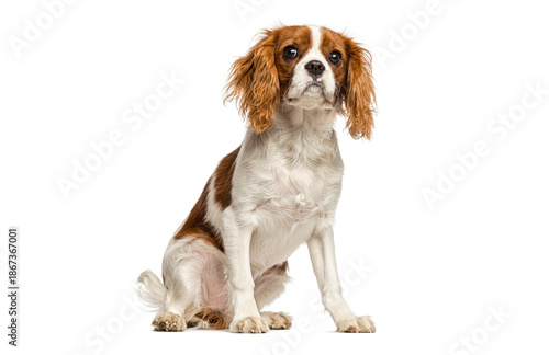 Obraz na płótnie Cavalier king charles spaniel dog sitting on white background