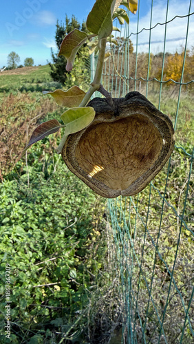 Araujia sericifera Torture Plant Fruit Climbing Plant