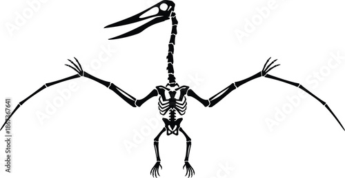 Flying reptile skeleton silhouette illustration inspired by pterosaur anatomy, black prehistoric fossil bones with extended wings isolated on white background