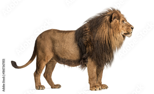 Majestic male lion standing and looking right on white background