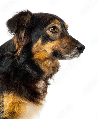 Schilderij op canvas Black and tan mixed breed dog headshot profile looking