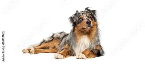 Wallpaper Mural Australian shepherd blue merle dog lying down looking up Torontodigital.ca