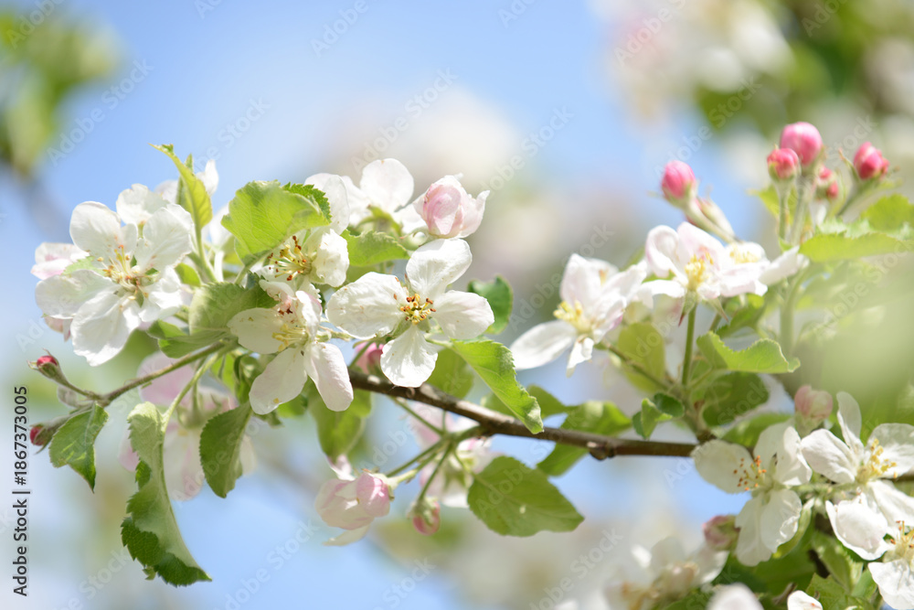 Obraz premium Frühling 681