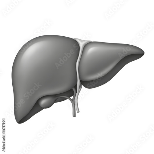 Gray Human Liver Anatomy