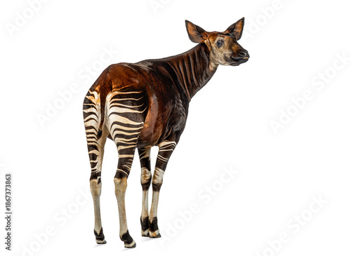 Plakat Okapi looking back on white background