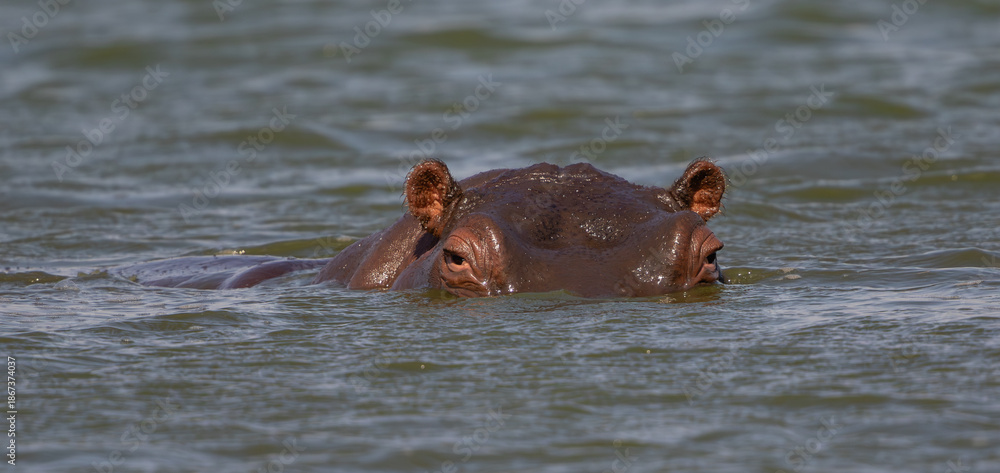 Fototapeta premium Close up of the eyes and ears of a hippopotamus in the water