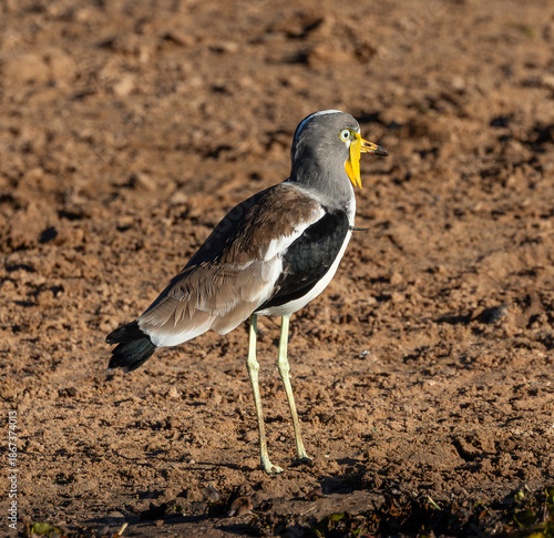 One white-crowned lapwing standing on a sandy surface