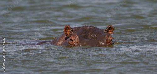 Close up of the eyes and ears of a hippopotamus in the water