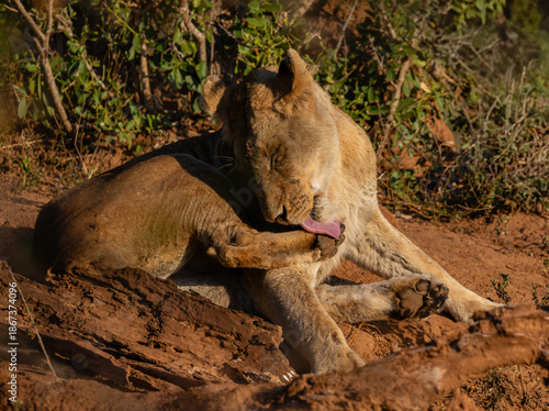 A lioness is licking her paw in the early morning sunlight.