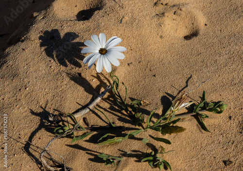 Closeup of a white daisy on a sandy background with a shadow in Namaqualand, South Africa