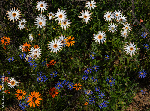 Closeup of a collection of white, orange and blue wildflowers in Namaqualand, South Africa