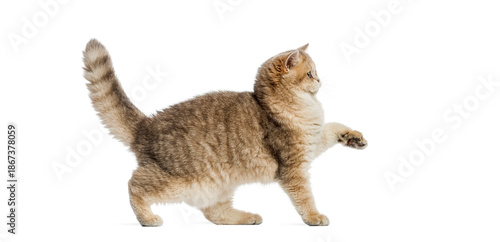 British shorthair cat walking and raising paw on white background © Eric Isselée