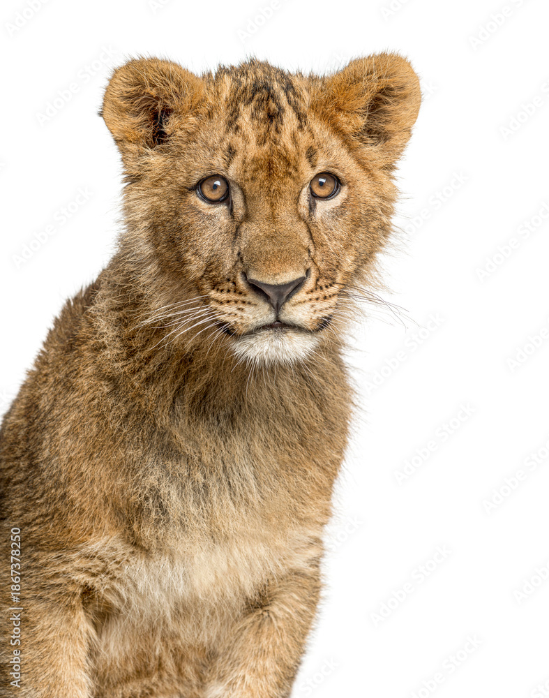 Obraz premium Lion cub sitting and observing on white background
