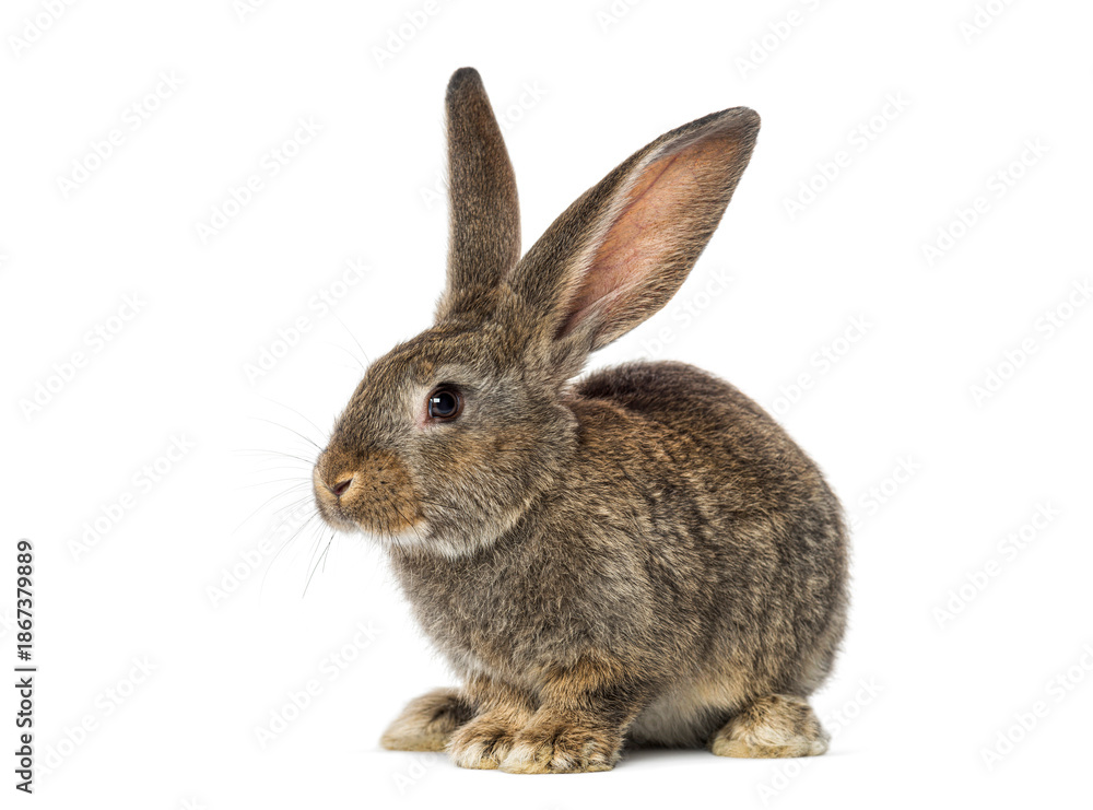 Obraz premium Brown rabbit sitting on white background looking left