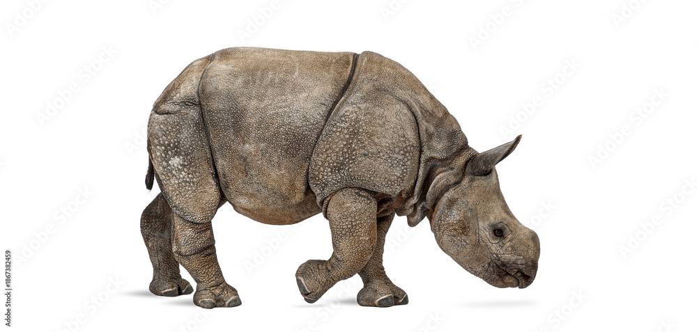 Fototapeta premium Indian rhinoceros walking isolated on white background