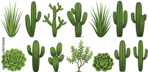 Desert Cactus and Succulent Plant Collection with Aloe and Agave Green Botanical Vector Illustration Set